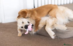 Golden Retriever dogs for stud: Fully health tested therapy dog  - Image 10