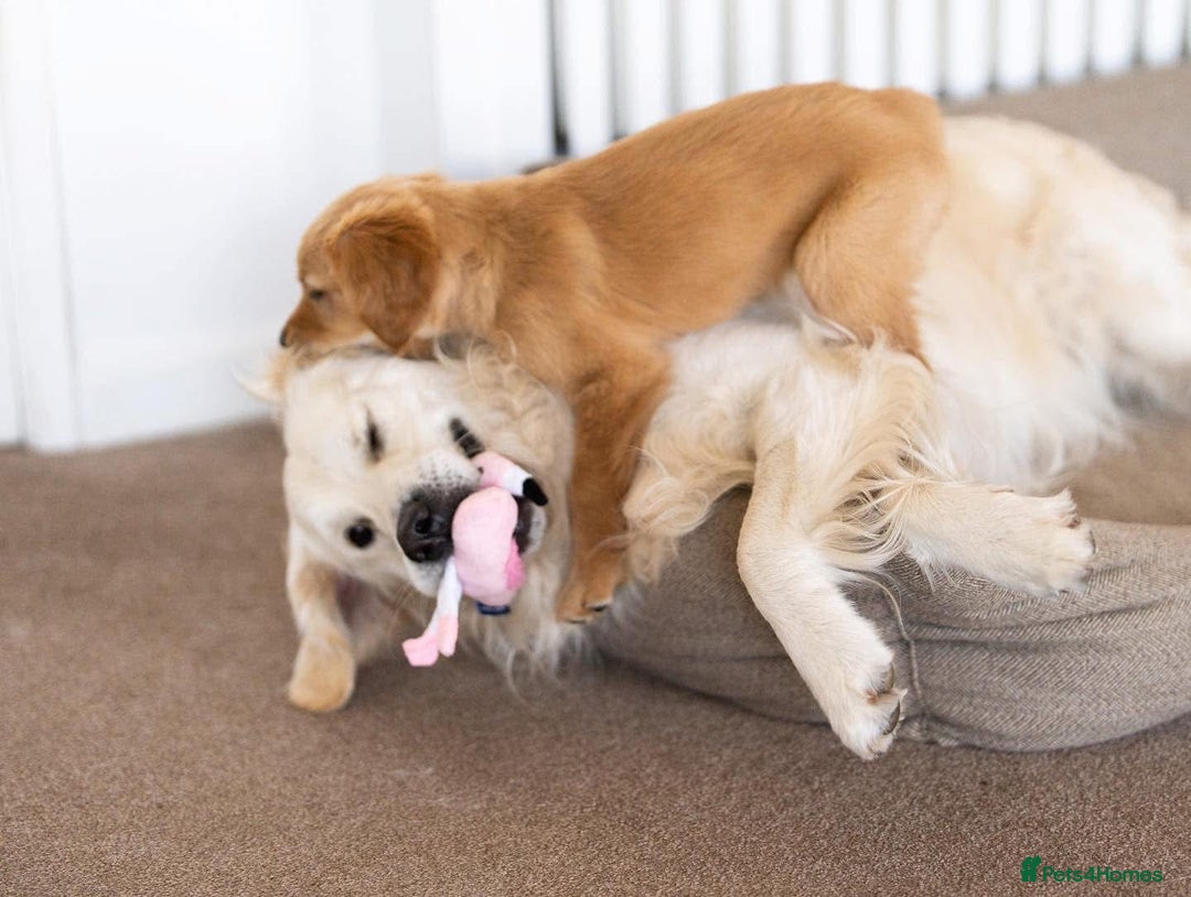 Golden Retriever dogs for stud: Fully health tested therapy dog  - Image 10