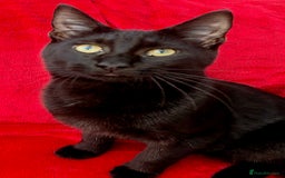 Mixed Breed cats for sale: 3 Maine Coon X Kittens Ready To Leave!!! - Image 1