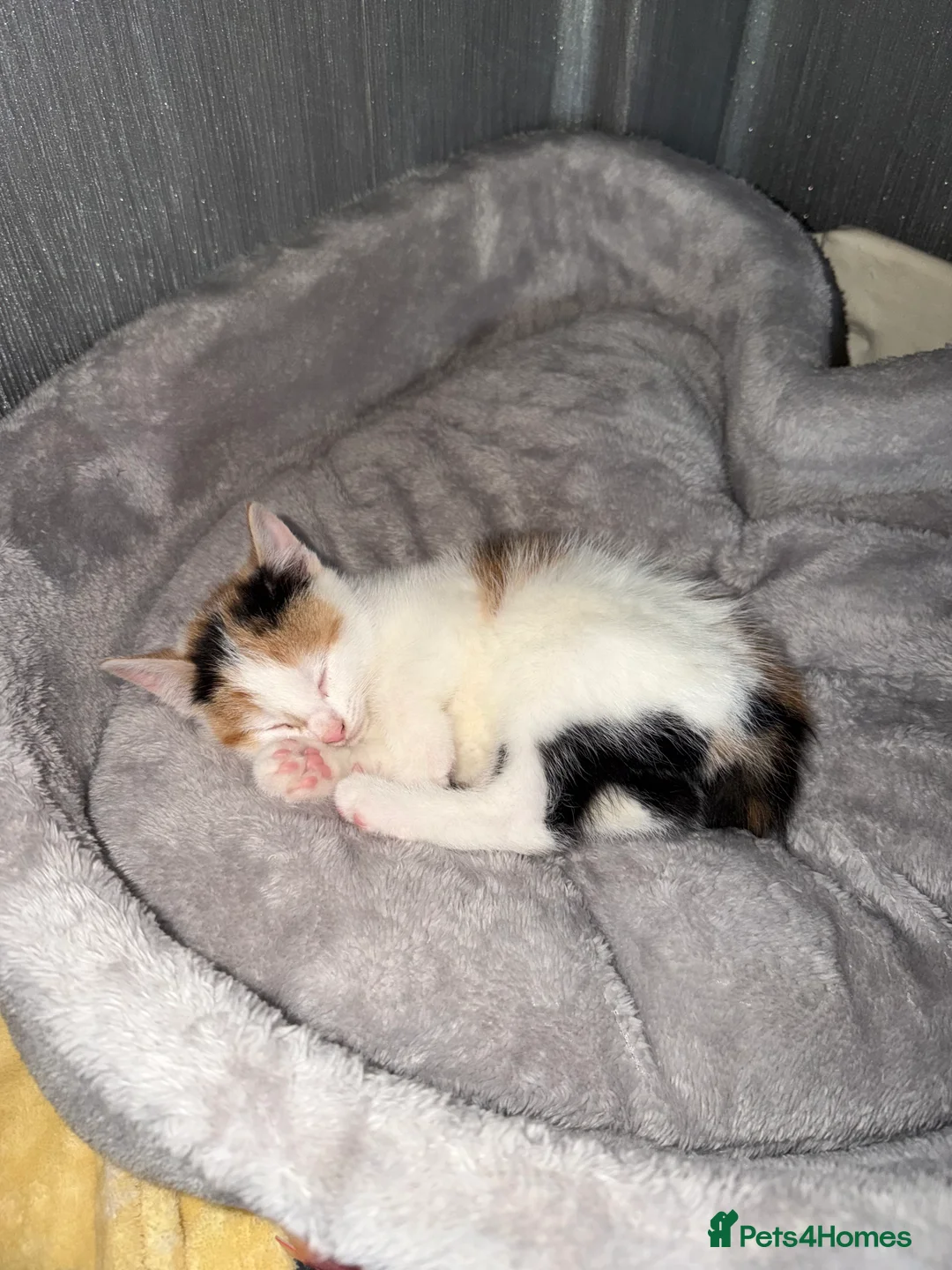 Mixed Breed cats for sale: 2 Kittens - Advert 2