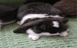 Mini Lop rabbits for sale: Mini Lop Boys  Ready for Loving Homes - Image 3
