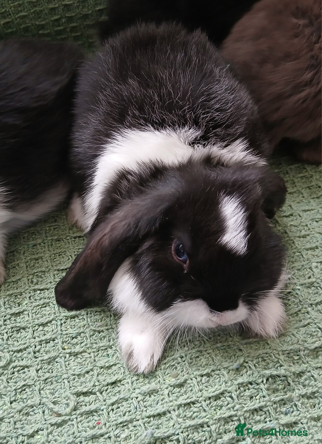 Mini Lop rabbits for sale: Mini Lop Boys  Ready for Loving Homes - Image 3