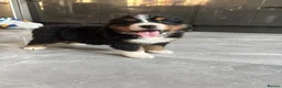 Bernese Mountain Dog dogs for sale:  2 Girls AVAILABLE Ready Now PRICE REDUCED  - Advert 10