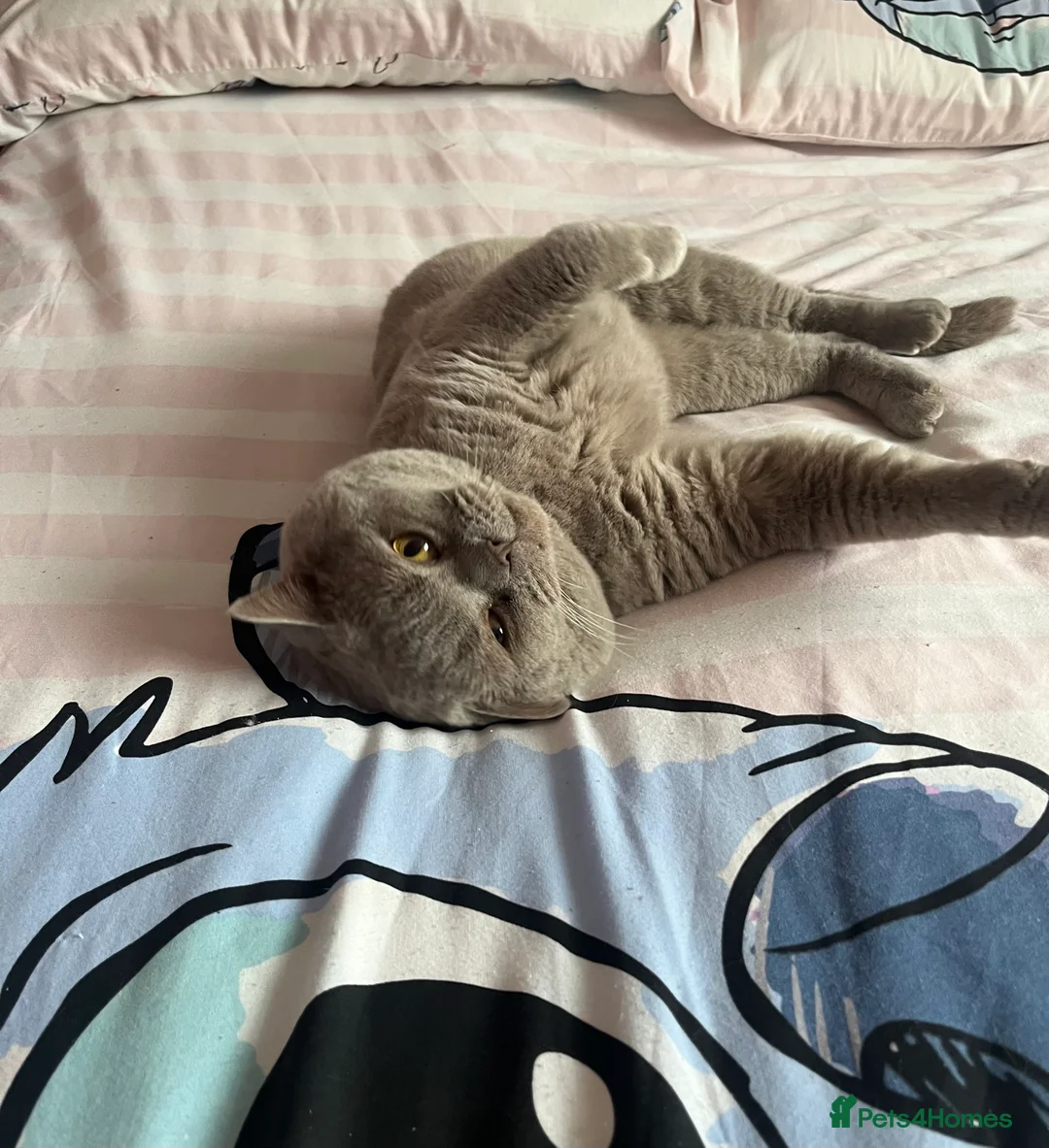 British Shorthair cats for sale: Beautiful 6 week old female bsh - Advert 13