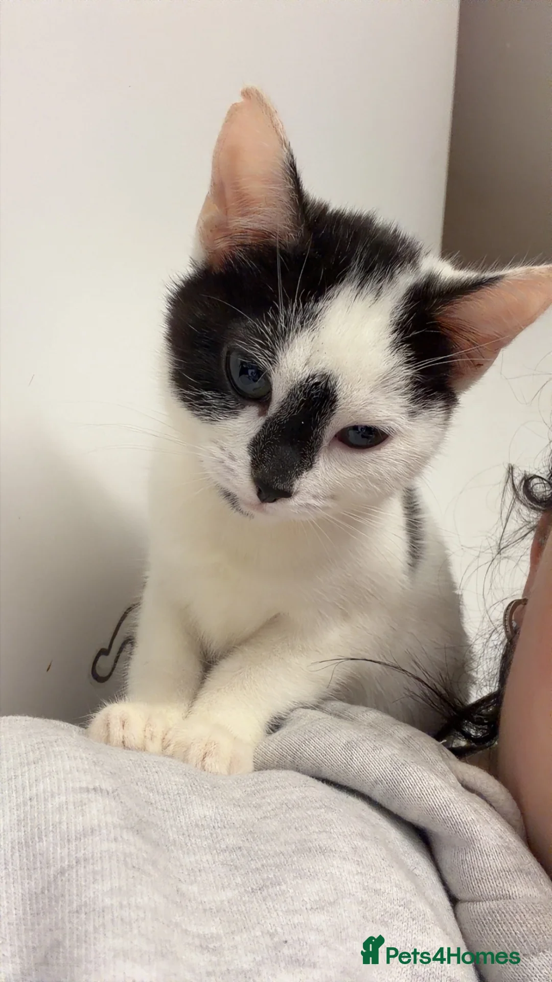 Mixed Breed cats for sale: Kittens  in Coventry - Advert 2
