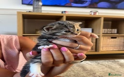 Mixed Breed cats for sale: 3 mixed tabby kittens. - Image 4