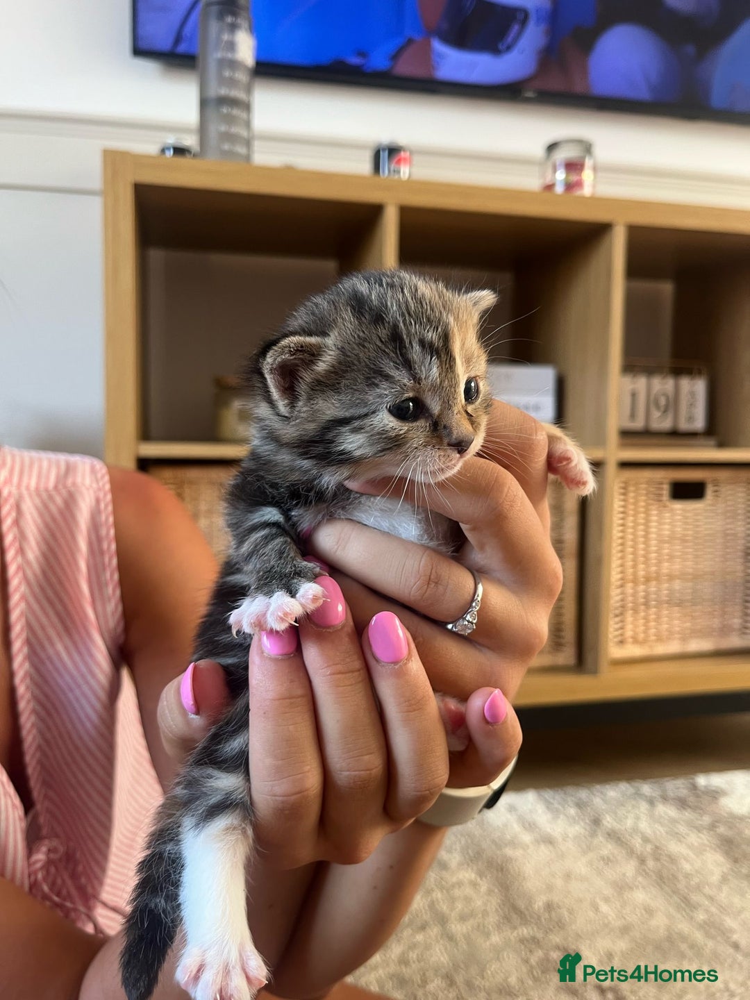 Mixed Breed cats for sale: 3 mixed tabby kittens. - Image 4