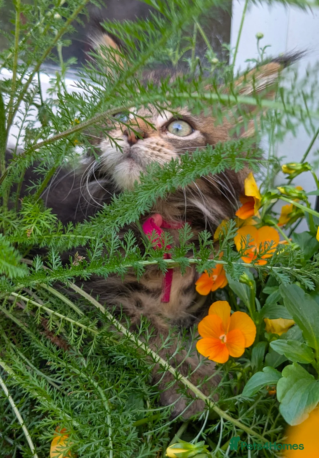 Maine Coon cats for sale: Champion Sired Maine Coon Kittens  TICA Registered - Advert 2