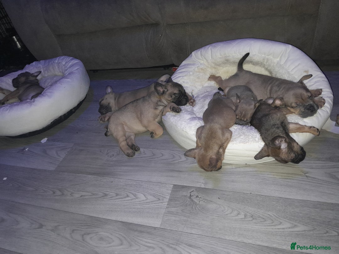 Mixed Breed dogs for sale: French bulldog x - Advert 4