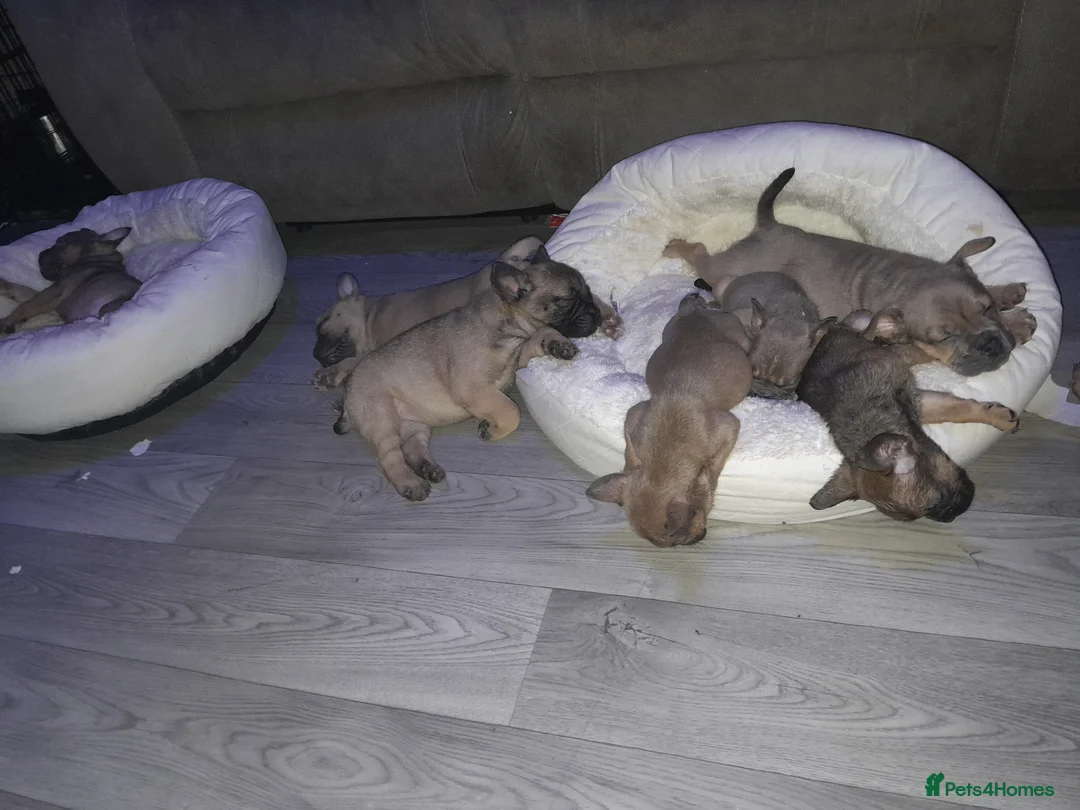 Mixed Breed dogs for sale: French bulldog x - Advert 4