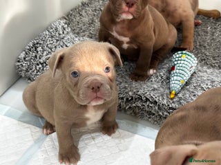 American Bully dogs READY NOW! ABKC POCKET BULLYS IMPORT BLOODLINES - Advert 3
