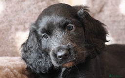 Cocker Spaniel dogs for sale: LAST BLACK COCKER SPANIEL BOY REDUCED - Image 4