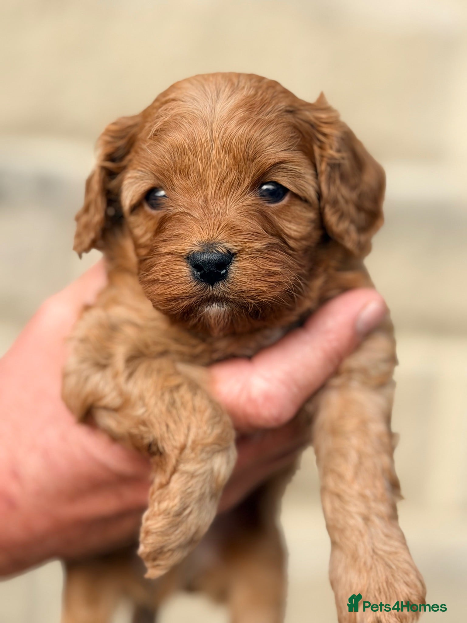 Cavapoo dogs Fox Red F1 Cavapoo’s  - Advert 1