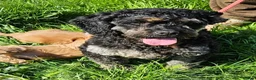 Mixed Breed dogs for sale: Lovely cavapoo x cockalier puppy for sale  - Advert 3