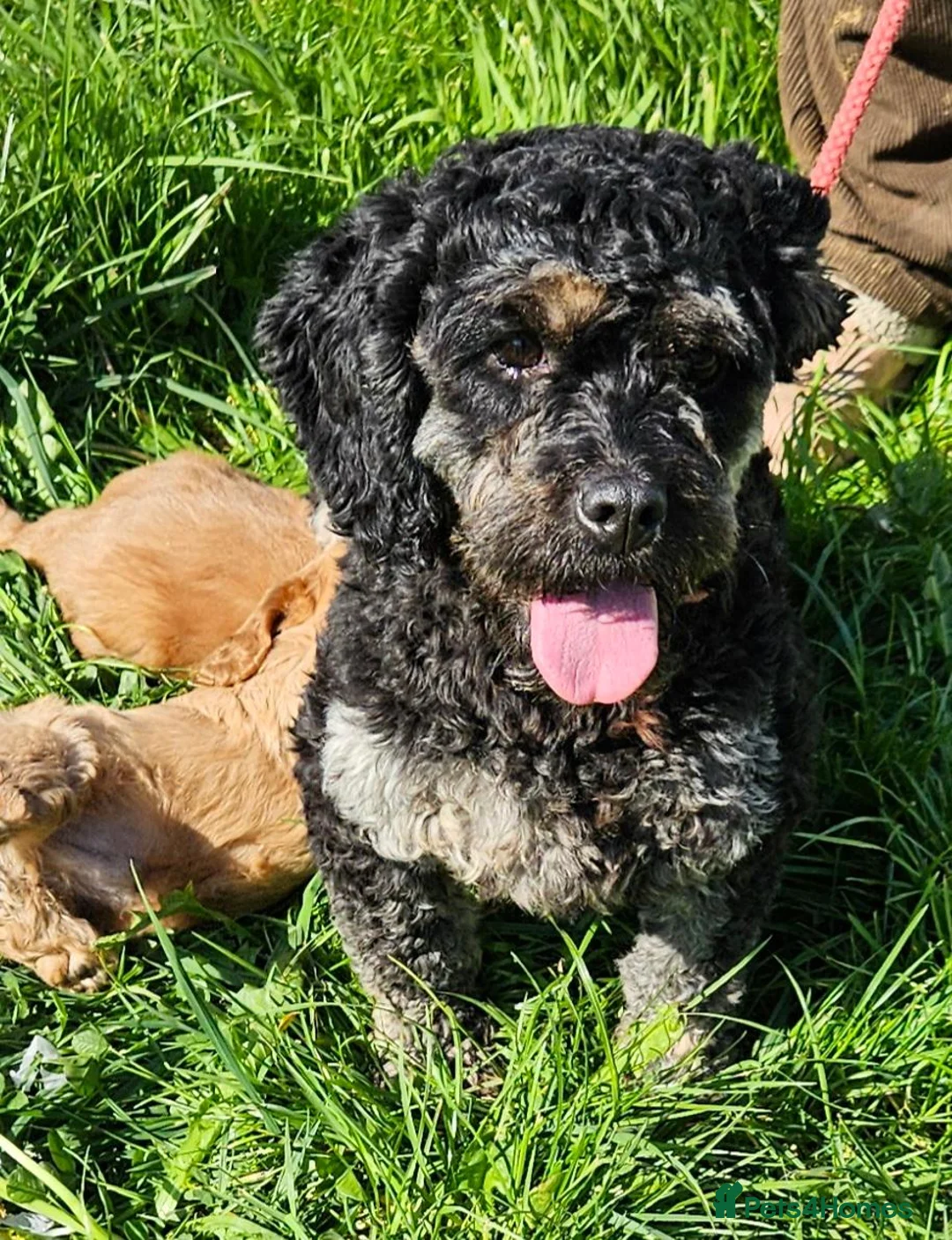 Mixed Breed dogs for sale: Lovely cavapoo x cockalier puppy for sale  - Advert 3
