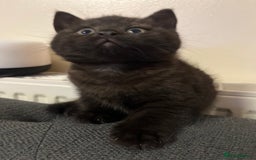 British Shorthair cats for sale: Dark chocolate british shorthair boy - Image 1