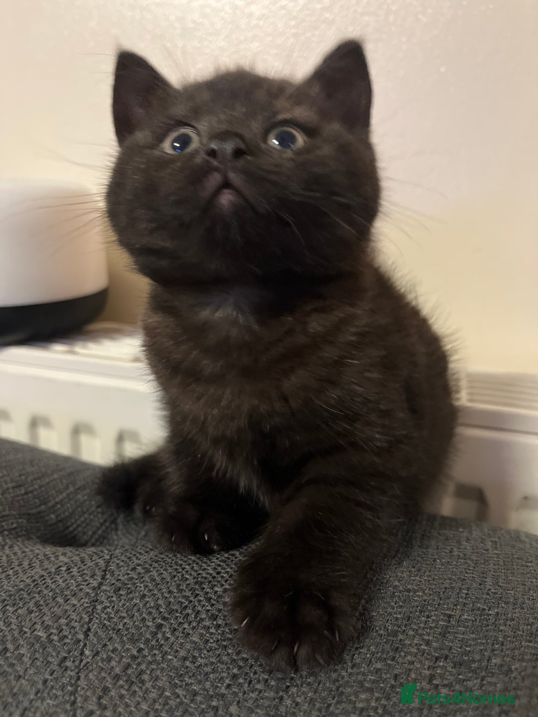 British Shorthair cats for sale: Dark chocolate british shorthair boy - Image 1