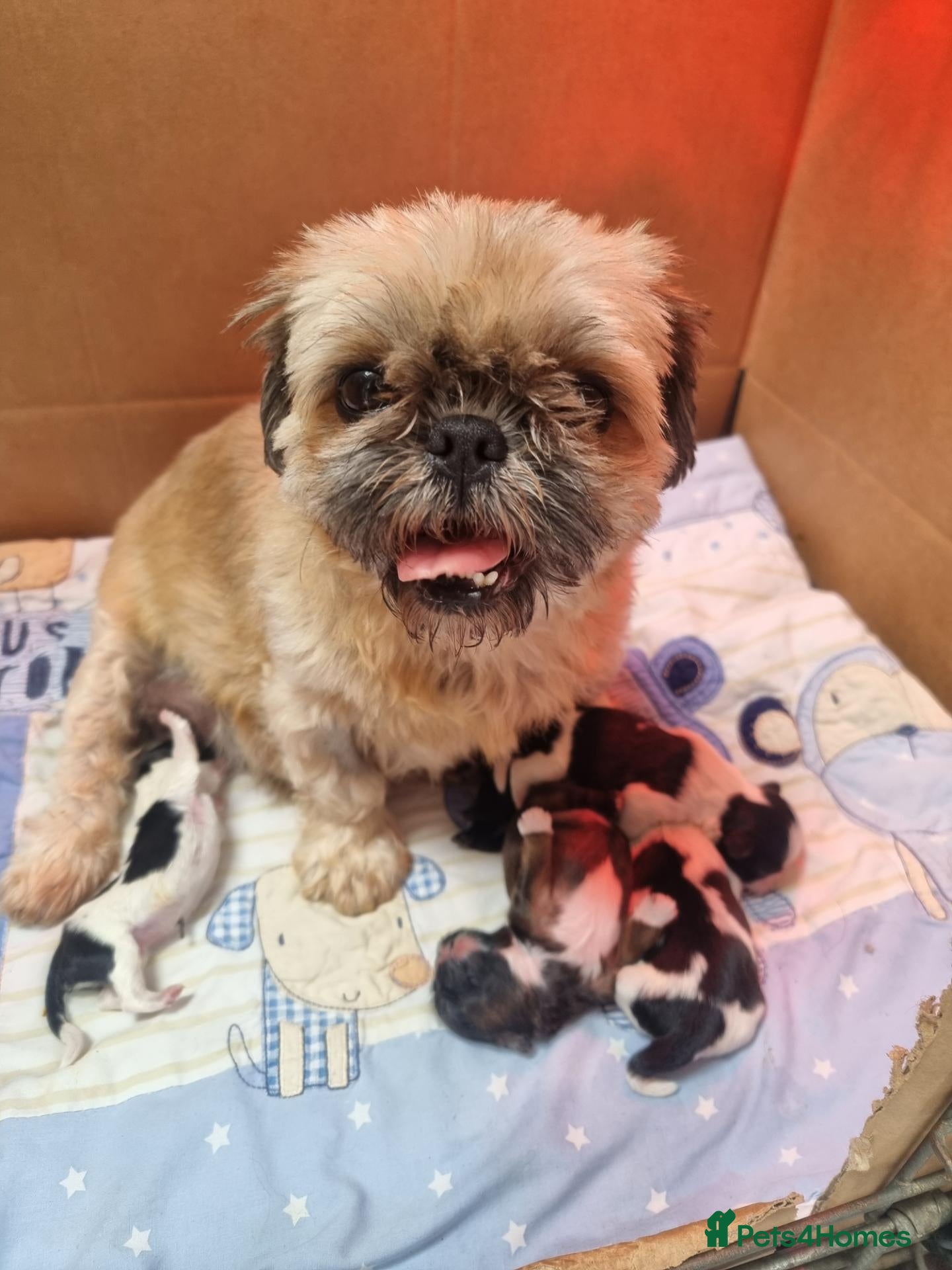 Shih Tzu dogs for sale: STUNNING KC REGISTERED SHIH TZU PUPPYS  - Advert 1