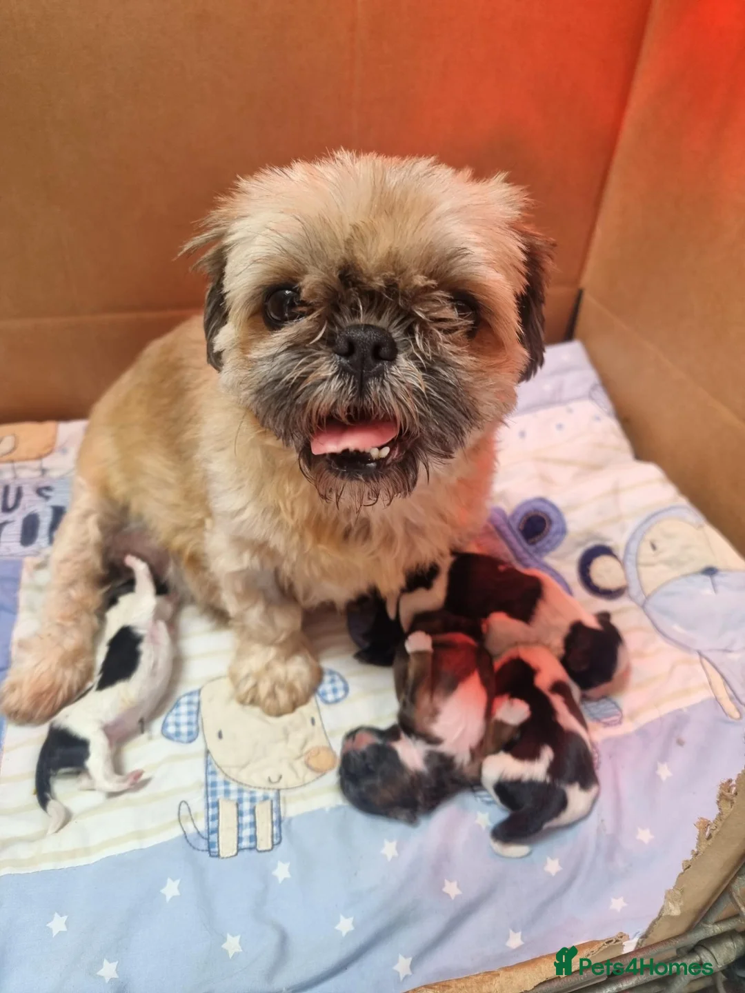 Shih Tzu dogs for sale: STUNNING KC REGISTERED SHIH TZU PUPPYS  - Advert 1