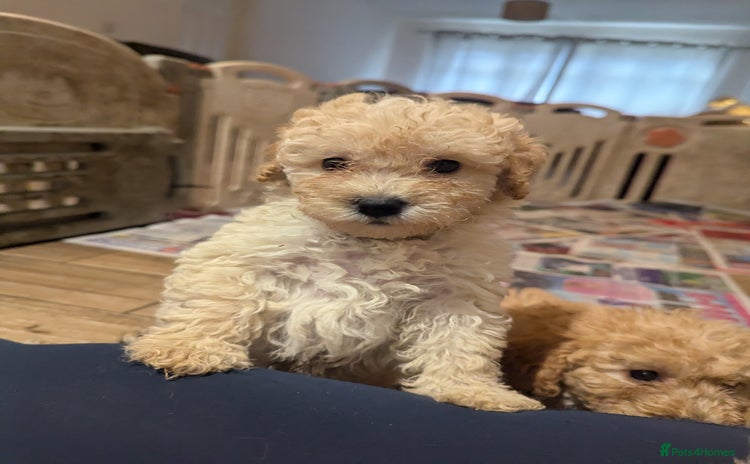 Miniature Poodle dogs - Advert 3