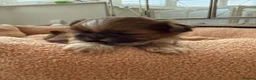 Shih Tzu dogs for sale: Tiny imperial shih tzu - Advert 11
