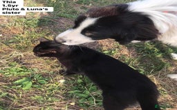 Mixed Breed dogs for adoption: Thia, approx 15 mnths old. Available for adoption  - Image 6