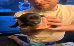 Mixed Breed dogs for sale: Blue staff x Black labrador puppies  - Advert 12