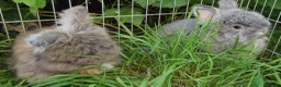 Angora rabbits for sale: Tame Angora Rabbits - Advert 6