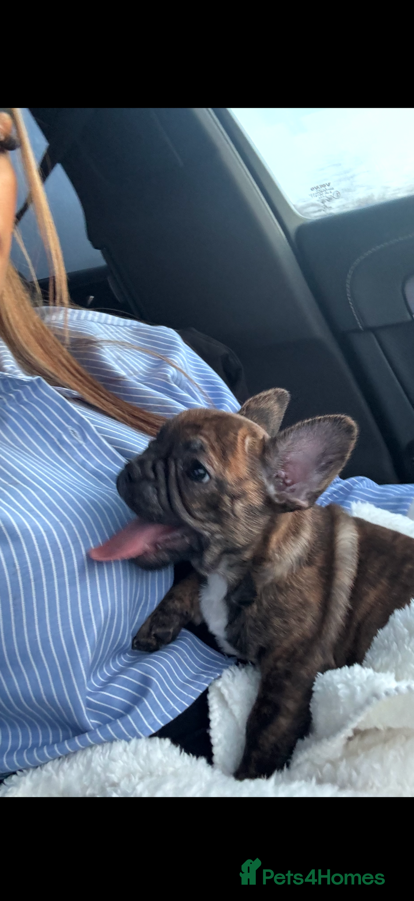 Mixed Breed dogs 12 weekold Frenchie mixed Yorkshire terrier - Advert 1