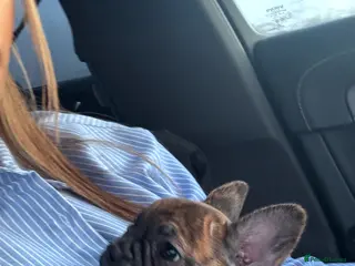 Mixed Breed dogs 12 weekold Frenchie mixed Yorkshire terrier - Advert 1