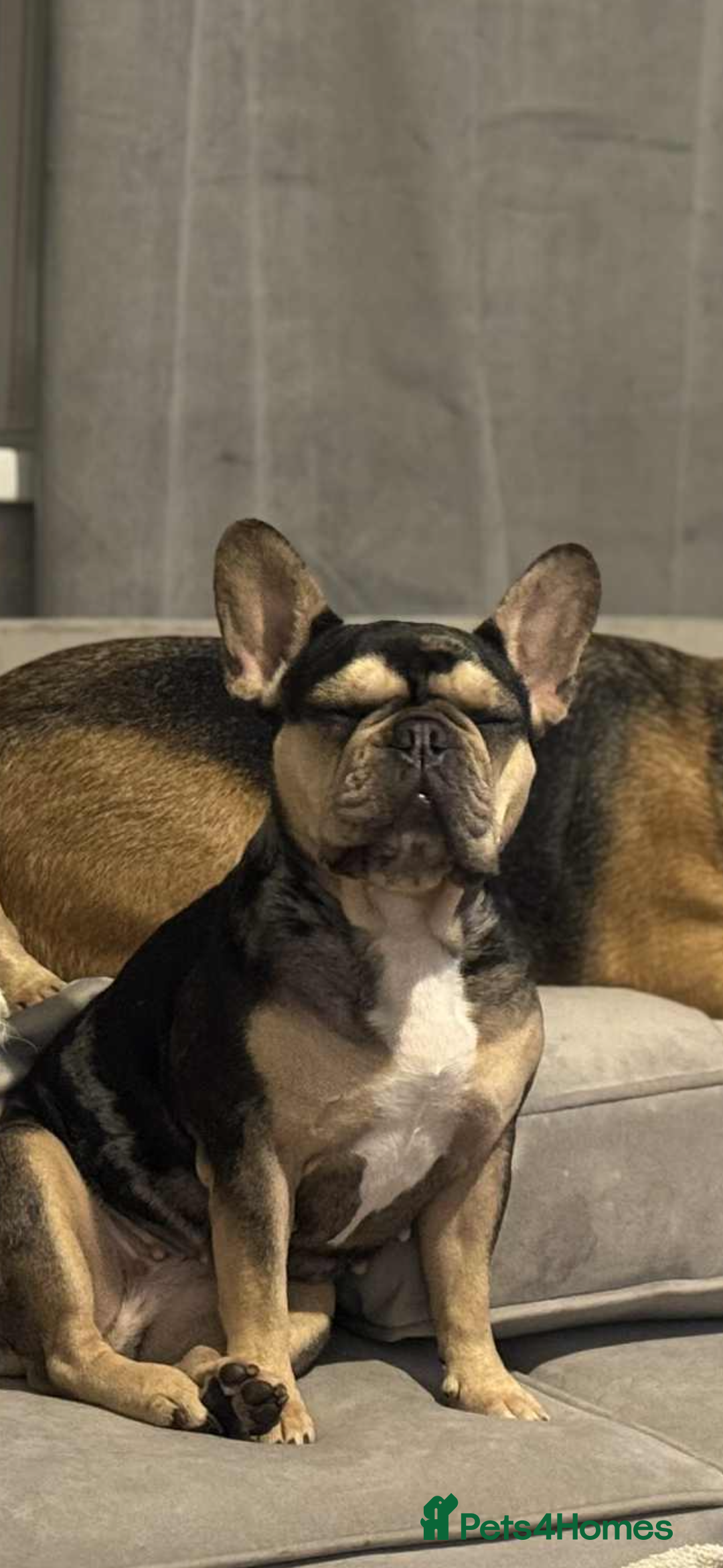 French Bulldog dogs for sale: Beautiful French bulldog  - Advert 1