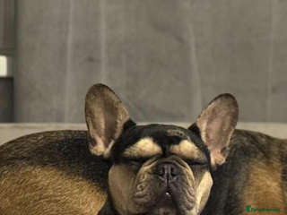 French Bulldog dogs Beautiful French bulldog - Advert 2