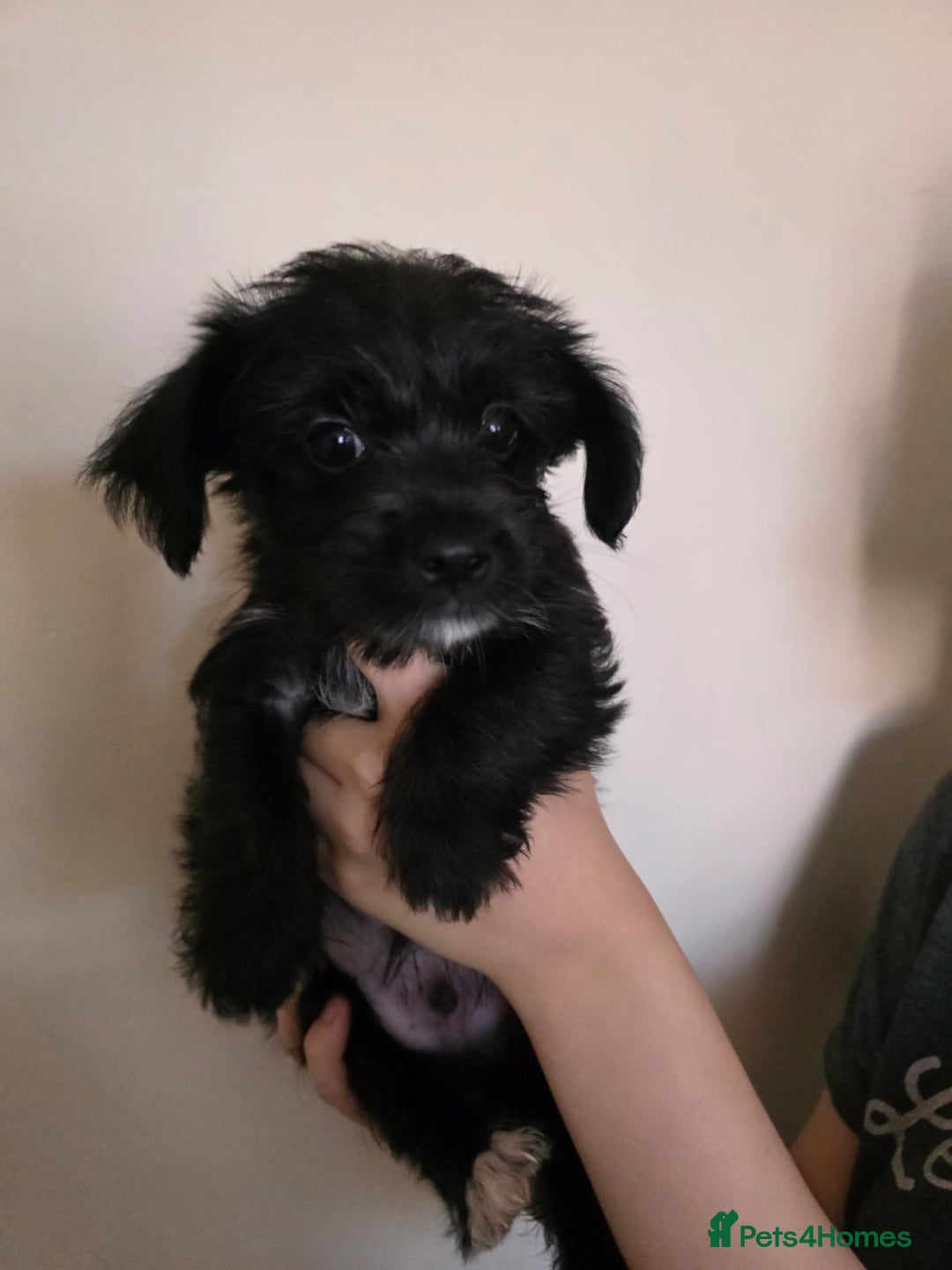 Mixed Breed dogs for sale: 💞 Beautiful Yorkie Russel Puppies 💞 - Image 34