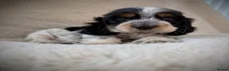 Cocker Spaniel dogs for sale: Top Quality KC Show Cocker Spaniel Puppies  - Advert 4