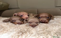 Miniature Dachshund dogs for sale: Stunning ISABELLA miniature dachshunds  - Image 14