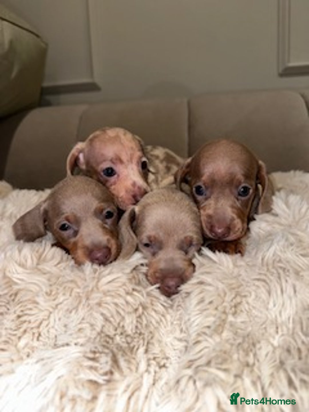 Miniature Dachshund dogs for sale: Stunning ISABELLA miniature dachshunds  - Image 14