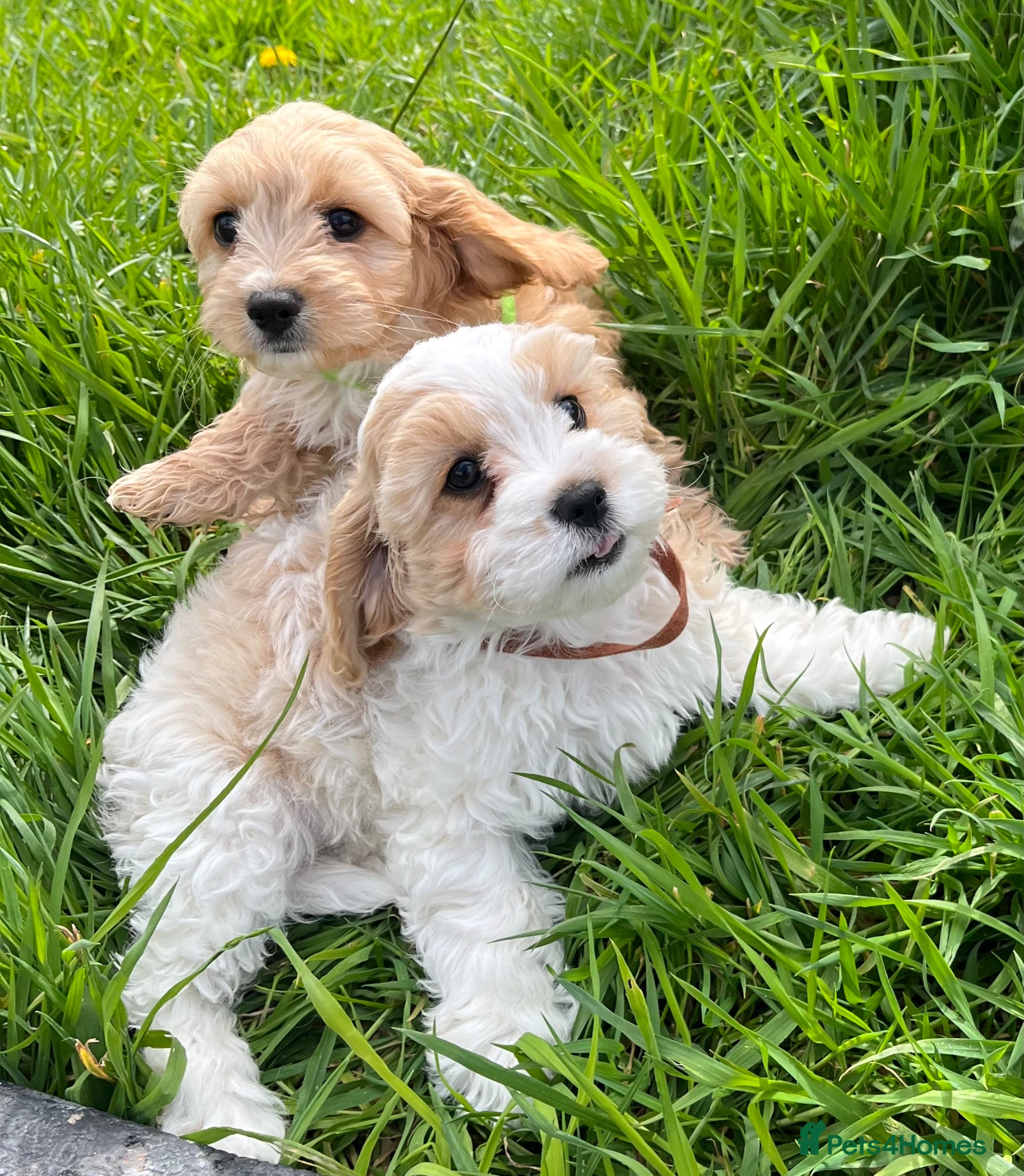 Cavachon dogs Cavachon puppies  - Advert 1