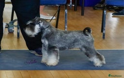 Miniature Schnauzer dogs for sale: Vaccinated and health Checked Mini Schnauzer Pups - Image 4