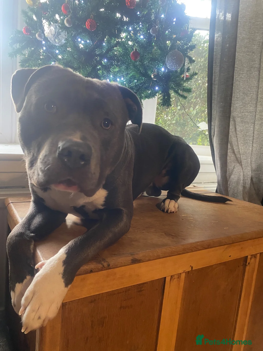Mixed Breed dogs for sale: Loki - 2 year old blue looking for loving home in Ulverston - Advert 6