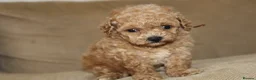 Bichon Frise dogs for sale: Poochon F1 puppies from Health Tested parents  - Advert 5