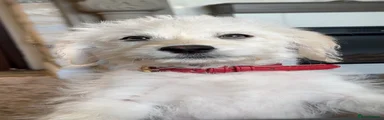 Regi