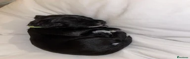 Cocker Spaniel 6