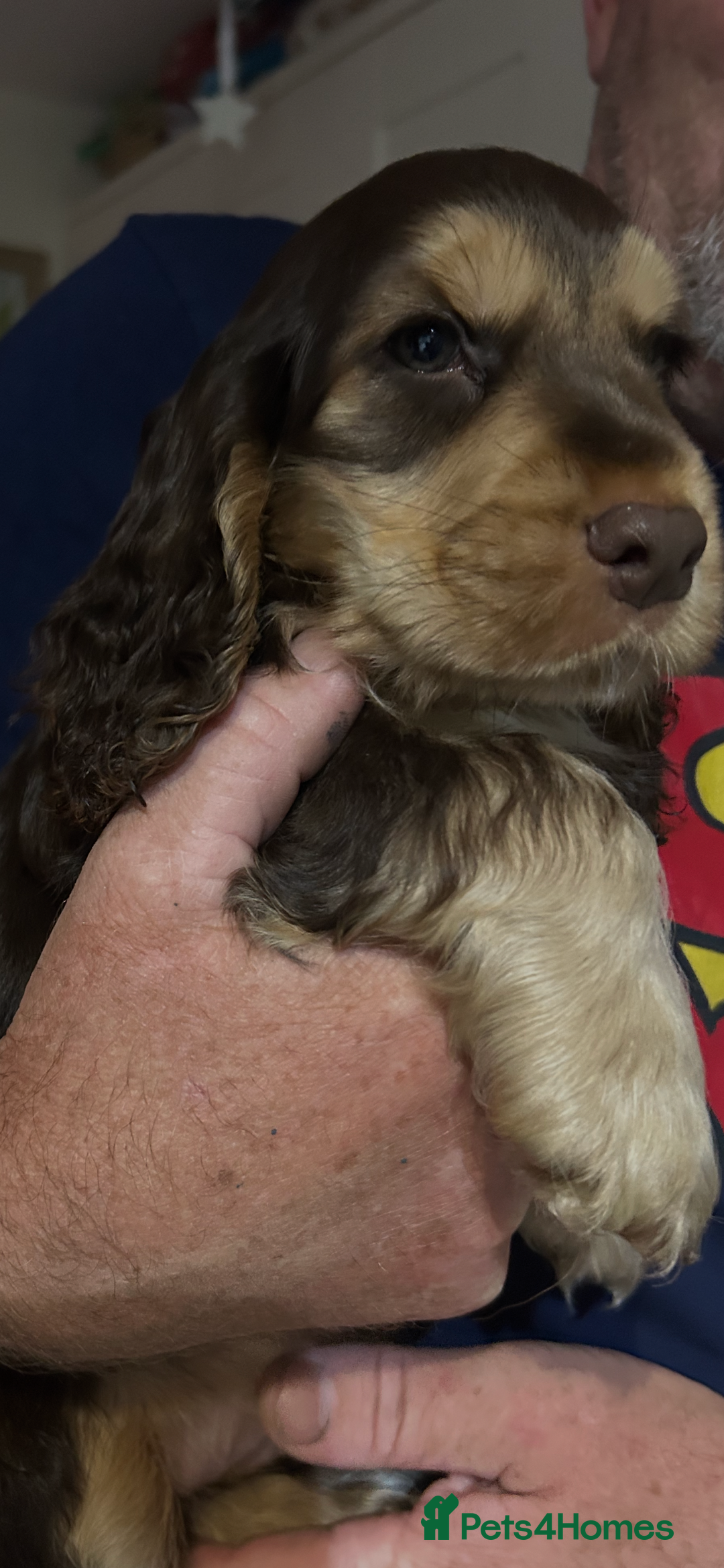 Cocker Spaniel dogs for sale: Sable cockerspaniel puppies - Image 18