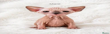 Sphynx 4
