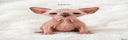 Sphynx cats for sale: Sphynx kittens for sale in Newport - Advert 5