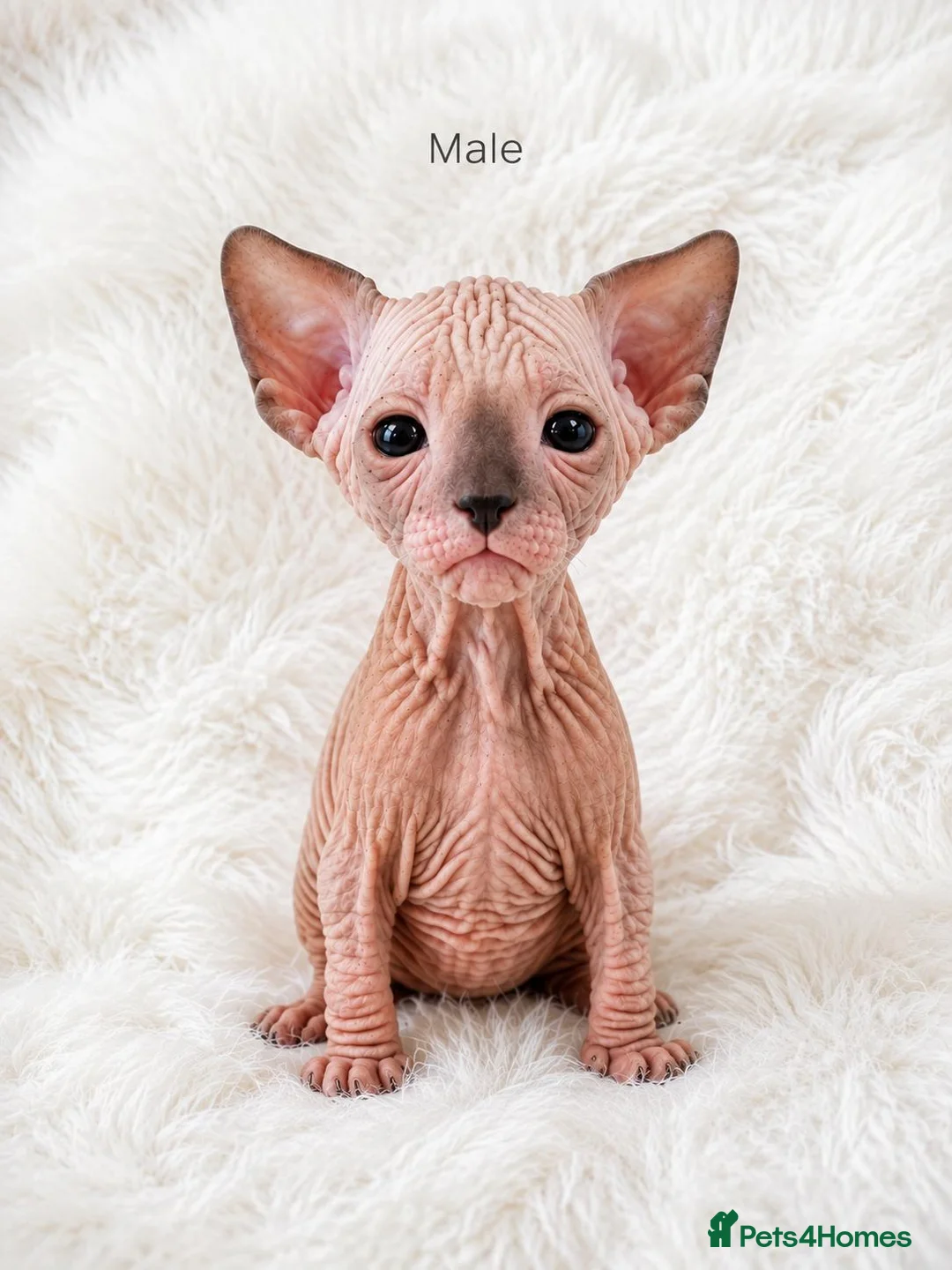 Sphynx cats for sale: Sphynx kittens for sale in Newport - Advert 5