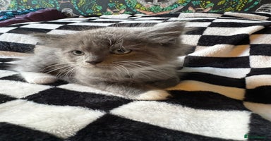 Persian cats - Advert 1