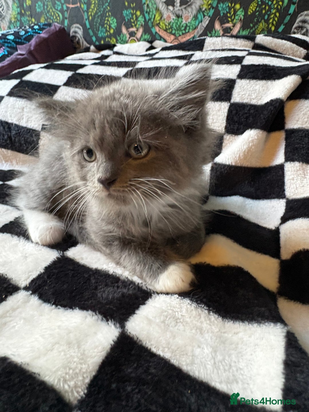 Persian cats for sale: Persian x ragdoll kittens all boys  - Image 3