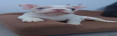 French Bulldog 4