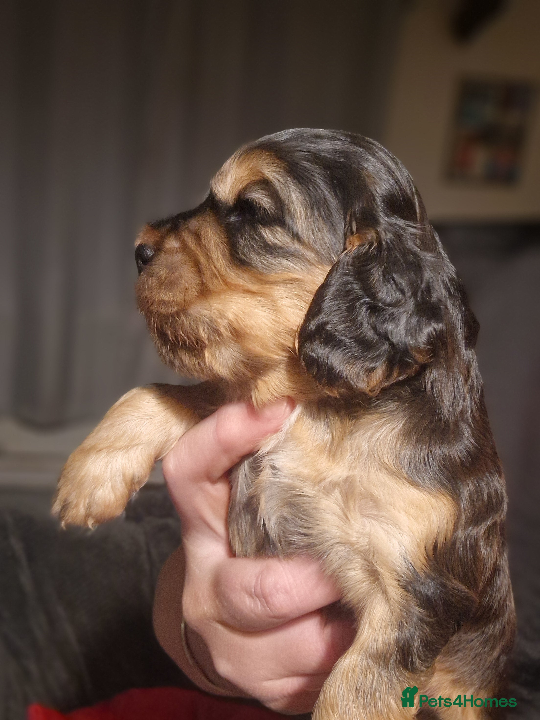 Sprocker dogs 3 BEAUTIFULL SPROCKERS FOR SALE! - Advert 5